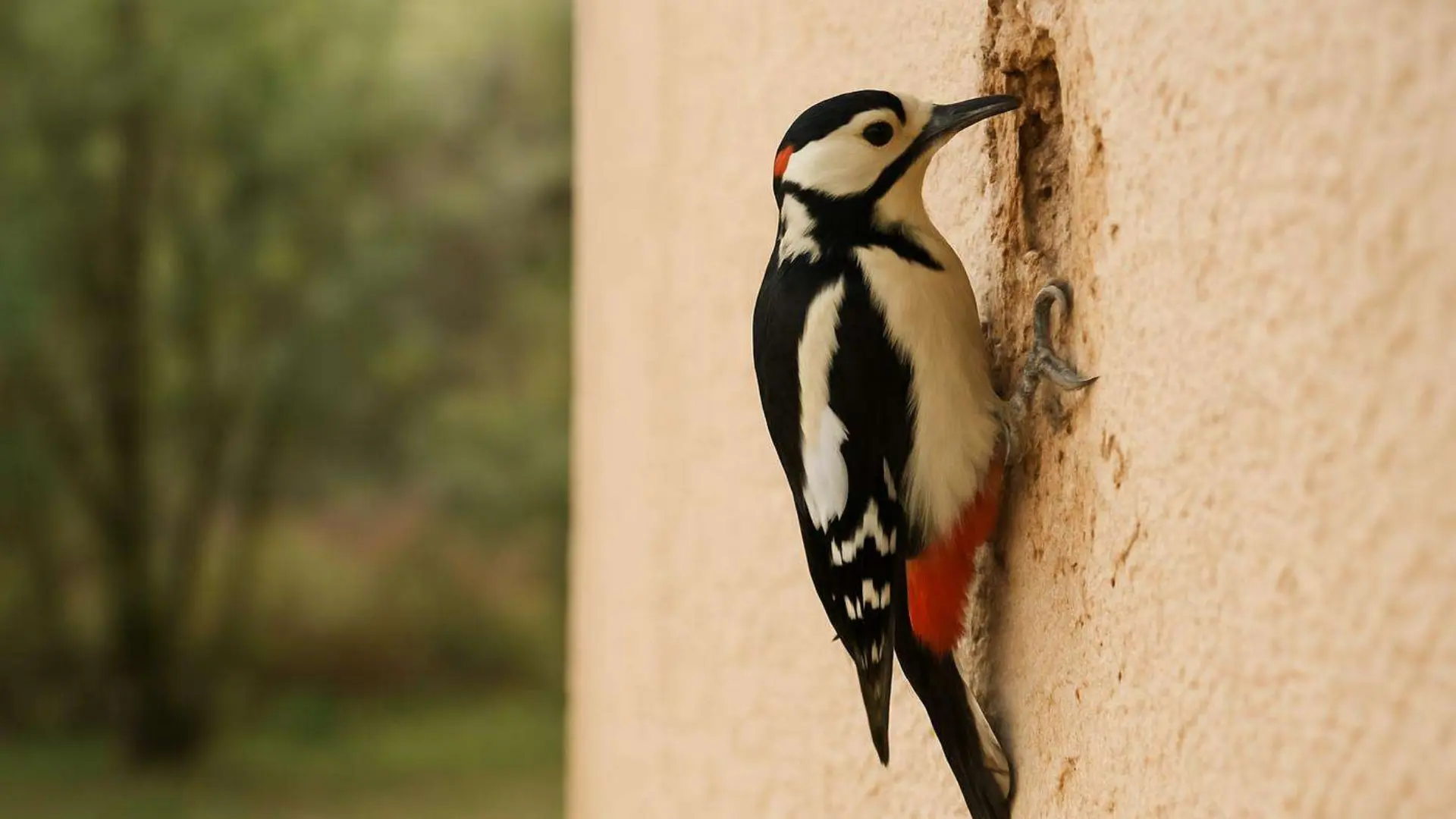 dzieciol-w-styropianie-jak-zalatac-dziury-i-dlaczego-mycie-elewacji-pomaga-odstraszyc-ptaki